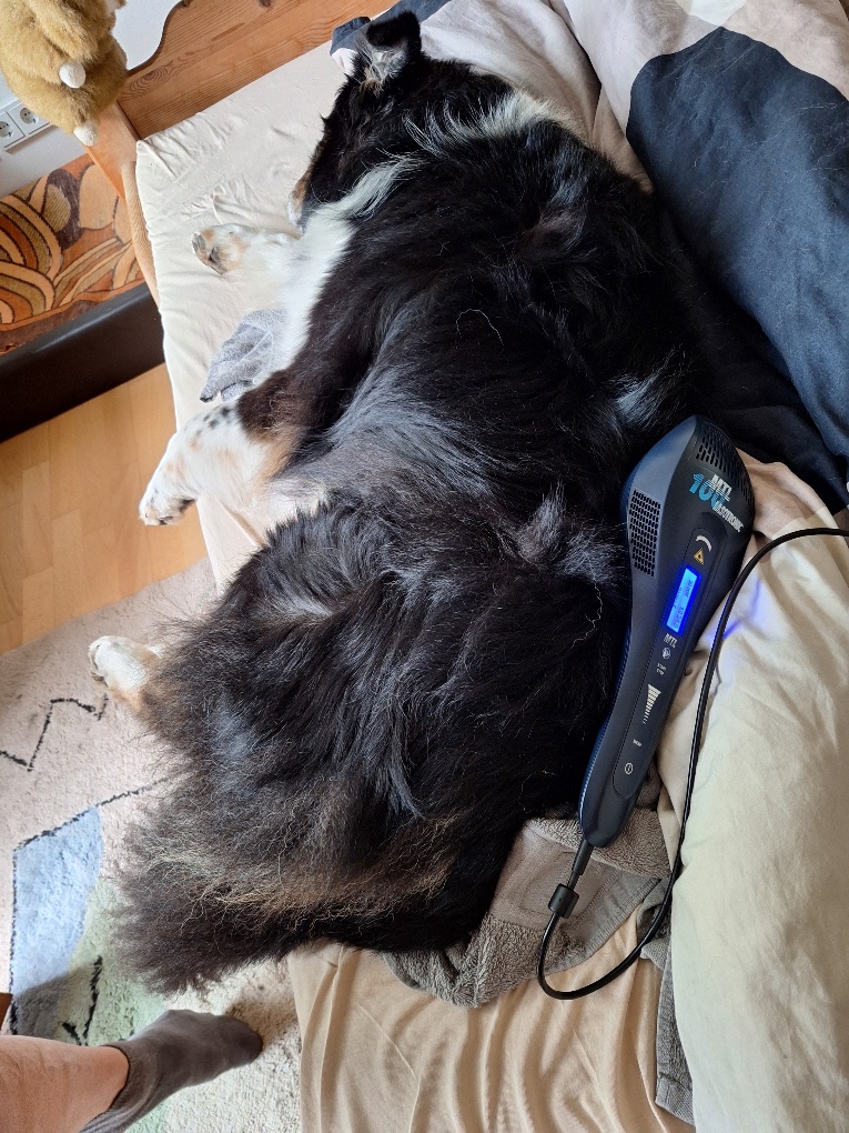 Tiefe Entspannung und Gähnen beim Hund in der Therapie