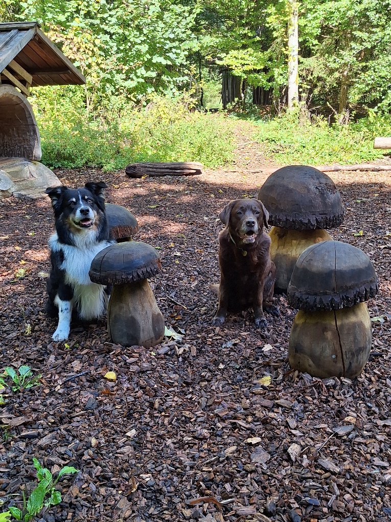 Ruhige Begegnung zweier Hunde