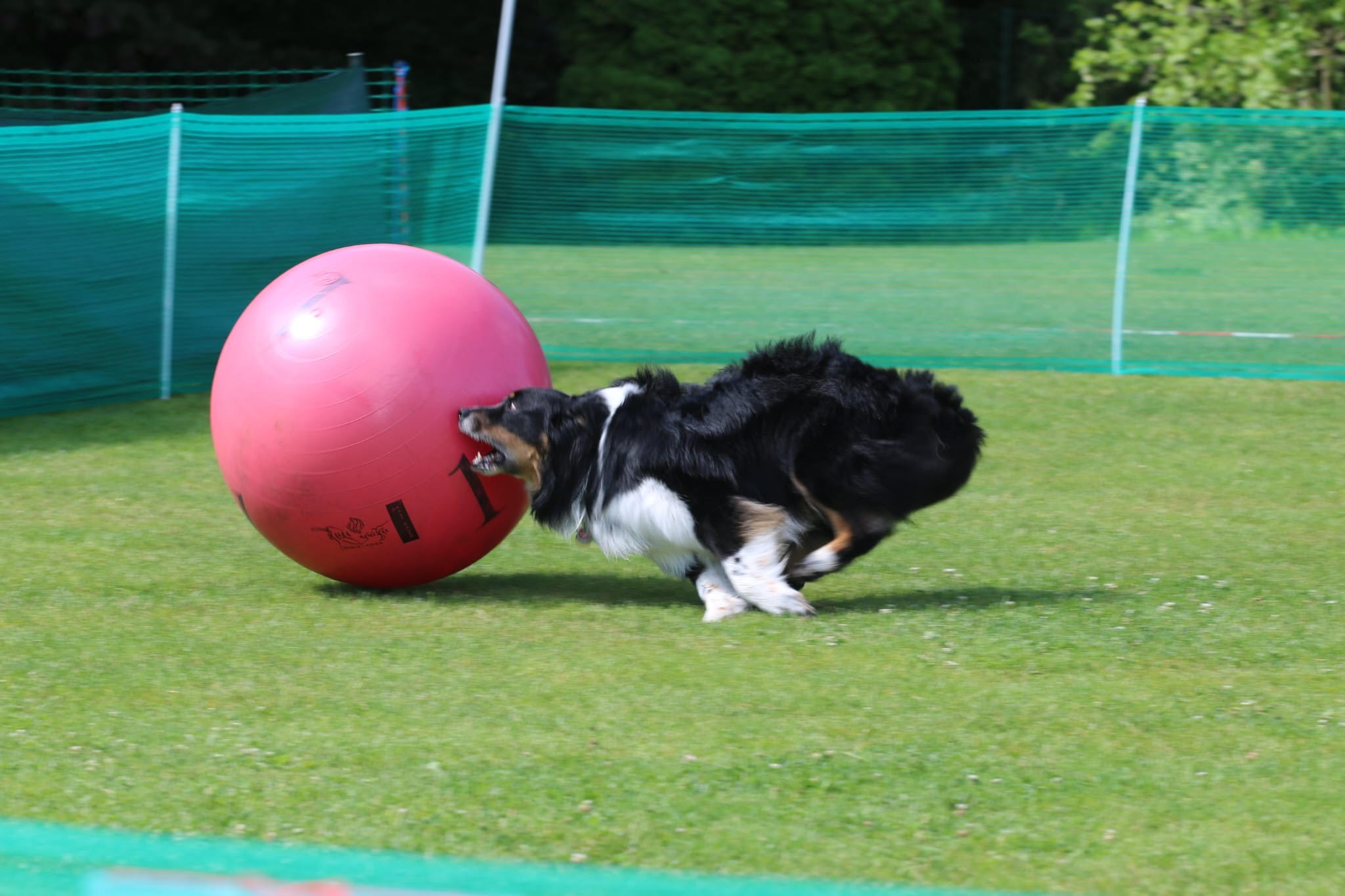 Ruhige Begegnung zweier Hunde